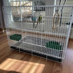 Pair of Australian budgies with a new cage