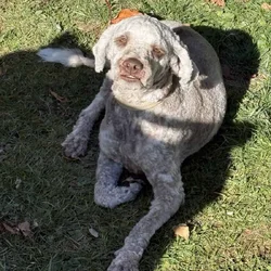 Dog looking for new home