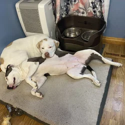 2 young dogs looking for new home