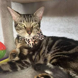 Beautiful Female Bengal Cat Looking for a Loving H