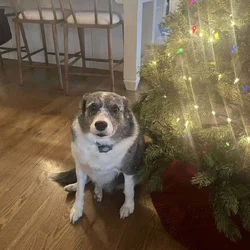 Need Great Home for Border Collie