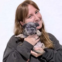 Lilac French Bulldog Puppies – AKC Eligible 💜🐾