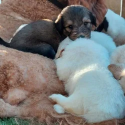 Pyradoodle Puppies