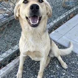Rehoming help wanted