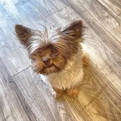 Yorkie