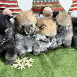 Adorable Pomeranian Puppies