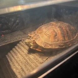 Red Eared Slider Turtle