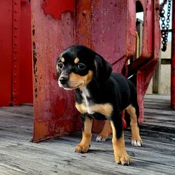 Italian Greyhound/Chihuahua Mix Puppies