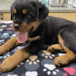 Rottweiler Puppies