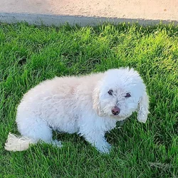 Senior Dog Free to a Good Home