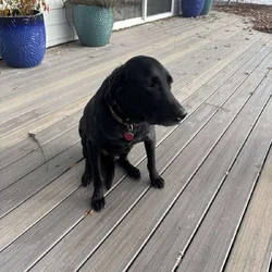 Three year-old black lab