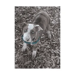 Cocoa - Catahoula Leopard Dog