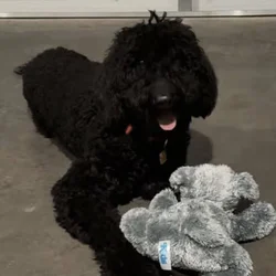 Golden doodle