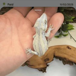 Yellow and White Baby Gargoyle