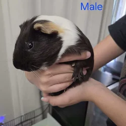 Guinea pig