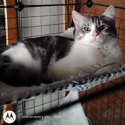 6. Month old kittens free to good homes