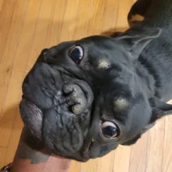 French bulldog