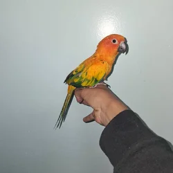 5 month old high red factor sun conure