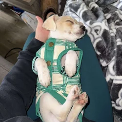 Chihuahua–Shih Tzu Mix – 5 Months Old!