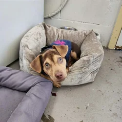 CHIHUAHUA DACHSHUND PUPPY