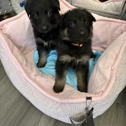 Christmas pups ready for homes