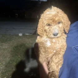 Goldendoodle puppies