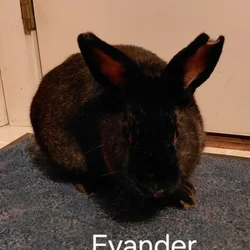 Evander