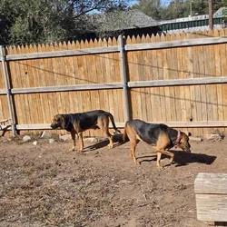 2 bloodhounds