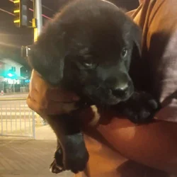 Puppies for sale