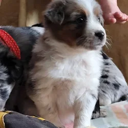 Australian Shepherd Black Lab cross