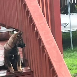 Ready for my forever home