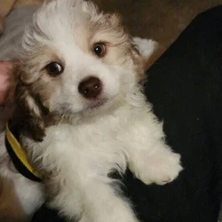3 male Lhasa Poo pups left