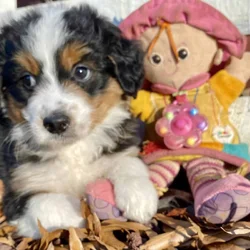 F2 mini Bernedoodle - Bailey -male