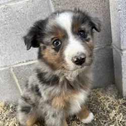 I am selling miniature Australian shepherds