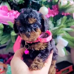 Toy Poodle
