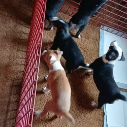 puppies for sale