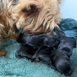 2F, 2M Purebred Yorkies