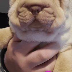 Sharpei puppies