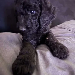 Golden Doodles AKC