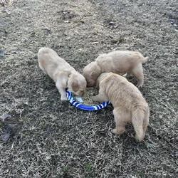 AKC Golden Retriever pups