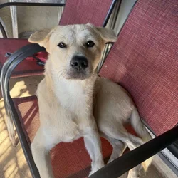 My baby Bruno is 1 year and 2 months he’s a male