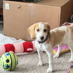 🐶💖 Forever Home Needed!