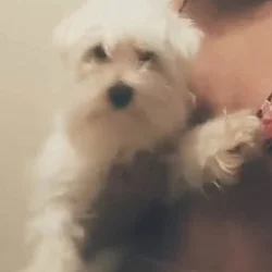 Purebred maltese for sale