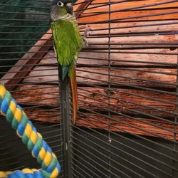 Unsexed Conure