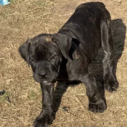 Cane corso puppies