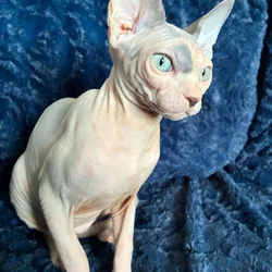 Hairless Sphynx Kittens