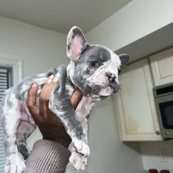 8 week old French bulldog