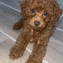 3 month old toy poodle puppy