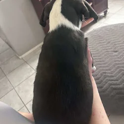 Selling Italian greyhound lab mix