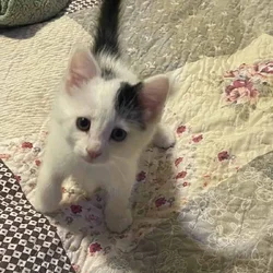 Free kittens to good home